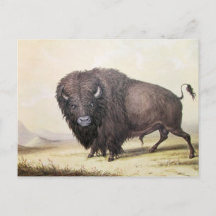 George Catlin - Bull Buffalo Briefkaart