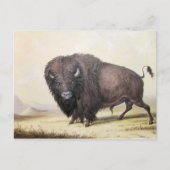 George Catlin - Bull Buffalo Briefkaart (Voorkant)