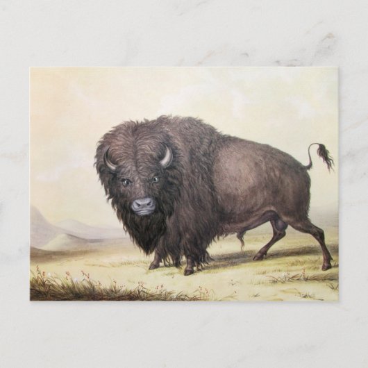 George Catlin - Bull Buffalo Briefkaart (Voorkant)