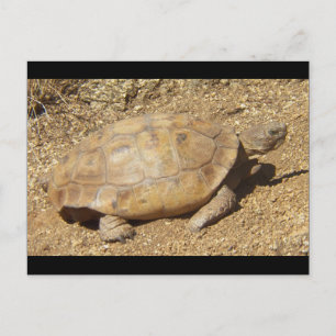 George de woestijnschildpad briefkaart