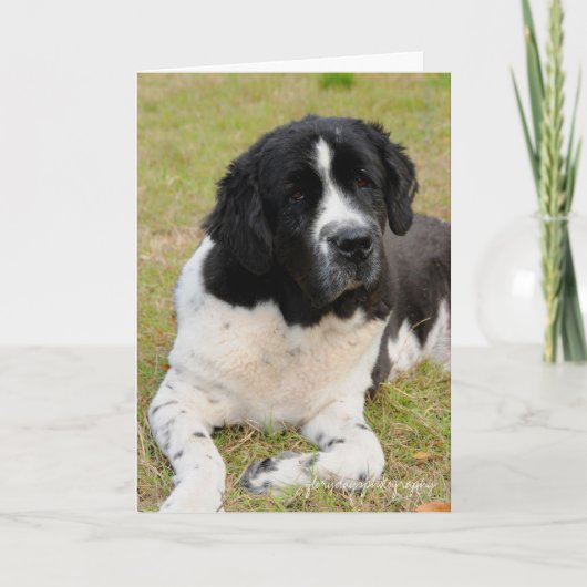 George gezegdehallo kaart (Voorkant)