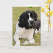 George gezegdehallo kaart (Gele Bloem)