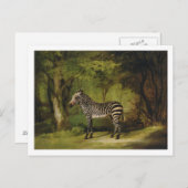 George Stubbs | A Zebra, 1763 (olie op doek) Briefkaart (Voorkant / Achterkant)