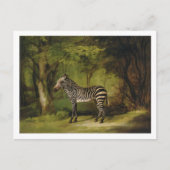 George Stubbs | A Zebra, 1763 (olie op doek) Briefkaart (Voorkant)