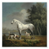 George Stubbs - Een dapple Gray Hunter Foto Afdruk (Voorkant)