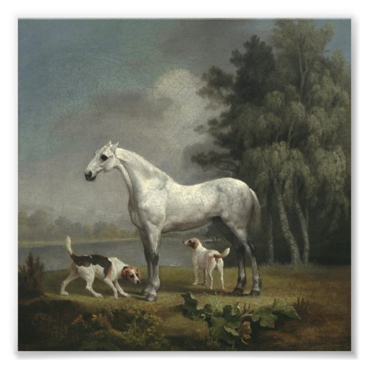 George Stubbs - Een dapple Gray Hunter Foto Afdruk (Voorkant)