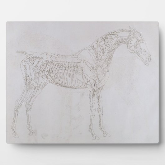 George Stubbs | Illustratie uit "De anatomie van Fotoplaat (Voorkant)