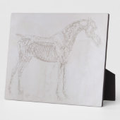 George Stubbs | Illustratie uit "De anatomie van Fotoplaat (Zijkant)