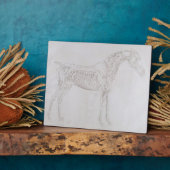 George Stubbs | Illustratie uit "De anatomie van Fotoplaat (Zijkant)