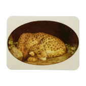 George Stubbs | Sleeping Leopard, 1777 (amel on Magneet (Horizontaal)