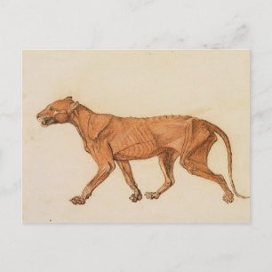 George Stubbs   tijger, lateraal Uitzicht, ontdaan Briefkaart
