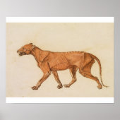 George Stubbs | tijger, lateraal Uitzicht, ontdaan Poster (Voorkant)