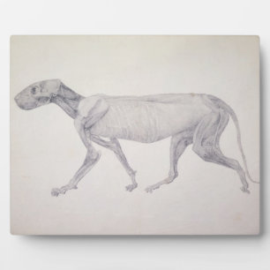 George Stubbs Tijger: Uitzicht aan de zijkant, g Fotoplaat