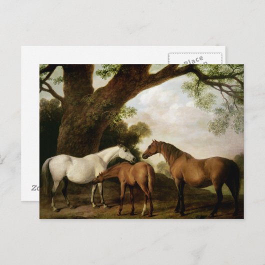 George Stubbs | Two Shafto Mares and a Foal, 1774 Briefkaart (Voorkant / Achterkant)