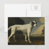 George Stubbs - Viscount Gormanston's White Dog Briefkaart (Voorkant / Achterkant)