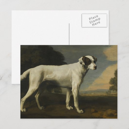 George Stubbs - Viscount Gormanston's White Dog Briefkaart (Voorkant / Achterkant)