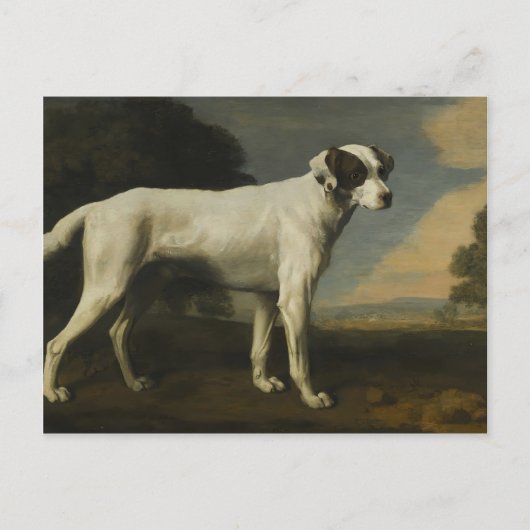 George Stubbs - Viscount Gormanston's White Dog Briefkaart (Voorkant)