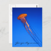 Georgia Aquarium Jellyfish Briefkaart (Voorkant / Achterkant)