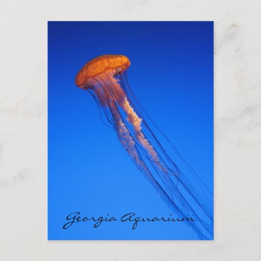 Georgia Aquarium Jellyfish Briefkaart (Voorkant)