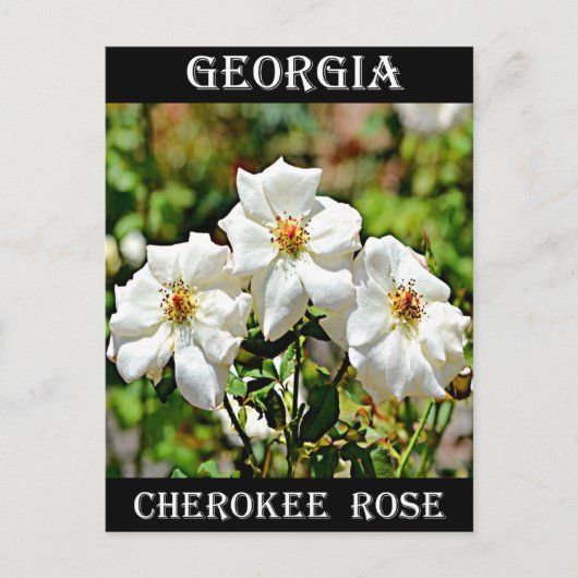 Georgia Cherokee Roos 2 Briefkaart (Voorkant)