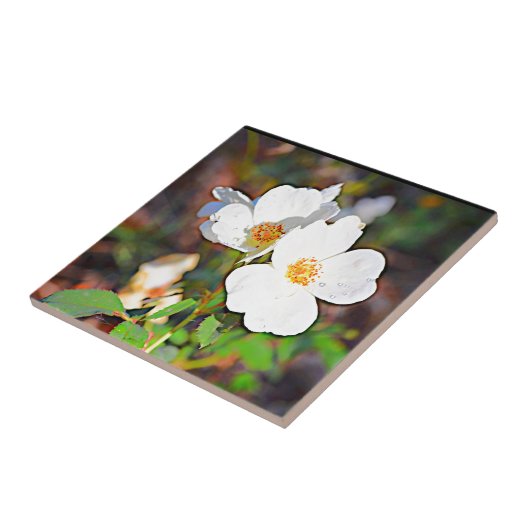 Georgia Cherokee Roos Tegeltje (Zijkant)