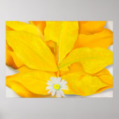 georgia o ' keeffe art poster (Voorkant)