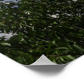 Georgia Peach Tree Fluffy White Clouds Poster (Hoek)