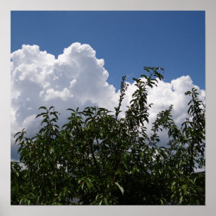 Georgia Peach Tree Fluffy White Clouds Poster