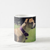 Georgia Pit Bull Mok (Center)