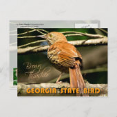 Georgia State Bird - Brown Thrasher Briefkaart (Voorkant / Achterkant)