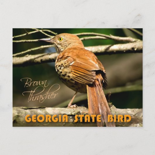 Georgia State Bird - Brown Thrasher Briefkaart (Voorkant)