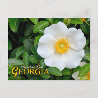 Georgia State Flower: Cherokee Roos Briefkaart