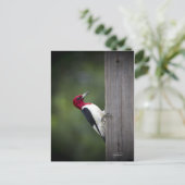 Georgia Woodpecker Briefkaart (Staand voorkant)