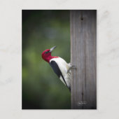 Georgia Woodpecker Briefkaart (Voorkant)