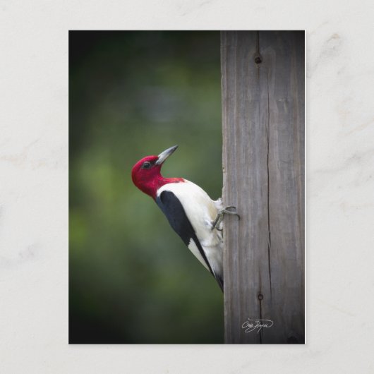Georgia Woodpecker Briefkaart (Voorkant)