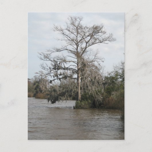 Georgische moeras briefkaart (Voorkant)