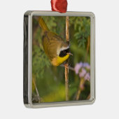 Geothlypis trichas) mannen, metalen ornament (Rechts)