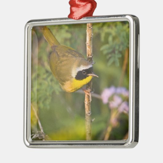 Geothlypis trichas) mannen, metalen ornament (Links)