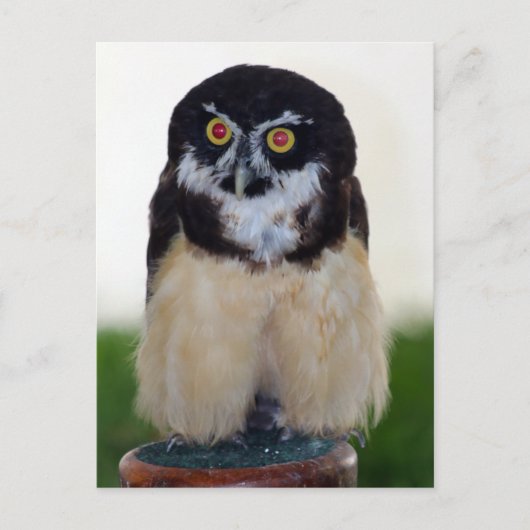 Gepantserde boomkorren briefkaart (Voorkant)