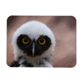 Gepantserde boomkorren magneet (Horizontaal)