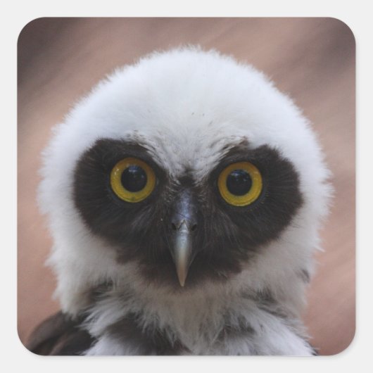 Gepantserde boomkorren vierkante sticker (Voorkant)