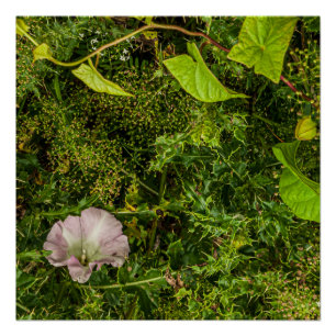 Gepantserde groen met roze ochtendgloriebloem perfect poster