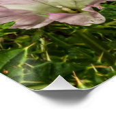 Gepantserde groen met roze ochtendgloriebloem perfect poster (Hoek)