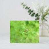 Gepatterd Orb Weaver Spider Male Briefkaart (Staand voorkant)