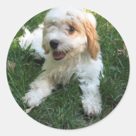 Gepersonaliseerd Cavachon Photo Phone Sticker, Dog Ronde Sticker