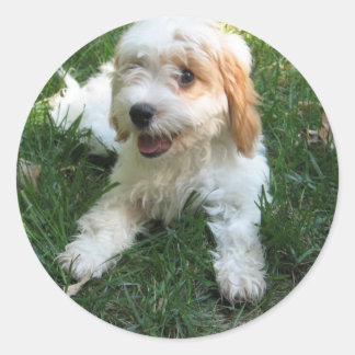 Gepersonaliseerd Cavachon Photo Phone Sticker, Dog Ronde Sticker