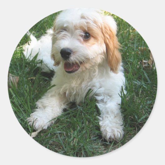 Gepersonaliseerd Cavachon Photo Phone Sticker, Dog Ronde Sticker (Voorkant)