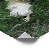 Gepersonaliseerd Cavachon Photo Poster, Dog Poster (Hoek)