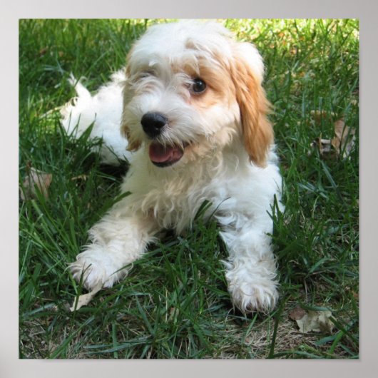 Gepersonaliseerd Cavachon Photo Poster, Dog Poster (Voorkant)