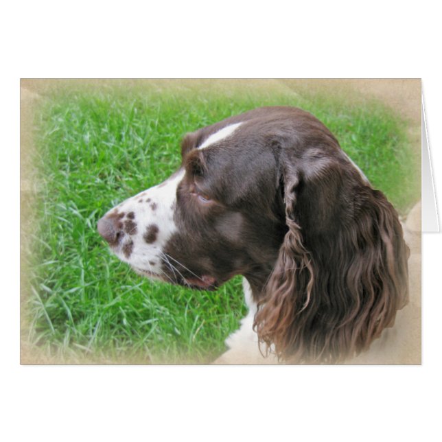Gepersonaliseerd Engels Springer-spanielprofiel (Voorkant Horizontaal)